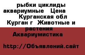 рыбки циклиды аквариумные › Цена ­ 1 000 - Курганская обл., Курган г. Животные и растения » Аквариумистика   